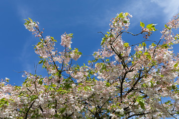 flowers of cherry tree in spring