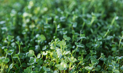 Microgreen background in natural light