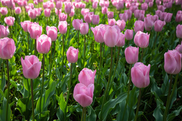 Fototapeta premium pink tulips in garden