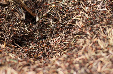  ants in an anthill. ants in needles