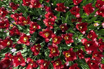 Fototapeta premium flowers in the garden