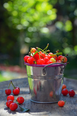 Fototapeta na wymiar Ripe sweet cherry in small bucket
