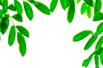 Isolated green leaf on the white background.