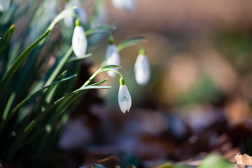  Spring flower snowdrop is the first flower in the end of winter and the beginning of spring.