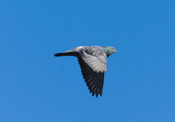 Seagull in flight close-up during the day