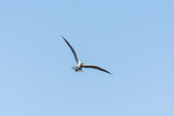 Obraz premium Seagull in flight close-up during the day