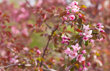  flowers of the decorative apple on the branch. pink flowers of apple tree