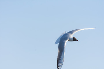 Seagull in flight close-up during the day