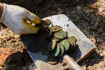 Real treasure with copper coins on a shovel. Discovery, treasure hunting, digging, metal detection...