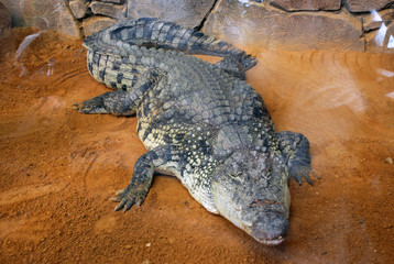 Coccodrillo - Alligatore