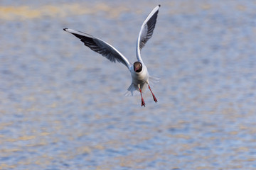Seagull in flight close-up during the day