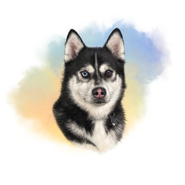 Black and white Siberian husky with multi-colored eyes. Hand drawn portrait of dog.