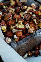 Small forest mushrooms in crate