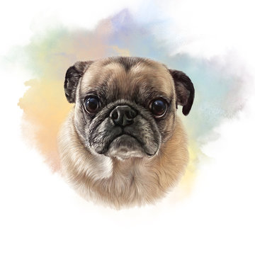 Old Pug Dog on watercolor background. Watercolor Animal art collection: Dogs. Dog Pug Portrait - Hand Painted Illustration of Pets. Good for banner, T-shirt, card.