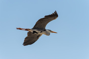 Grey heron Ardea cinerea in flight Fukuoka, Japan 