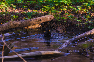 Blackbird bathing in a puddle in the spring and rejoice