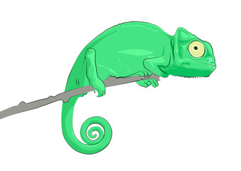 chameleon 