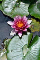 池の睡蓮の花が咲く
