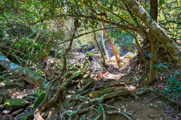 西表島のジャングル