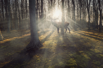 Hirsch in der Morgendämmerung