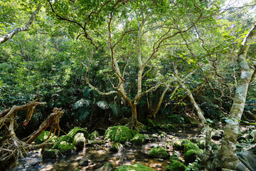 西表島のジャングル