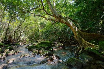 西表島のジャングル