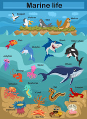 Cute cartoon vector illustration - Sea life. Exploring the underwater world for children. Underwater world. Scientific illustration for children