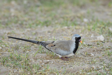Namaqua Dove - Oena capensis, beatiful small dove from African savannas and bushes, Etosha National Park, Namibia.