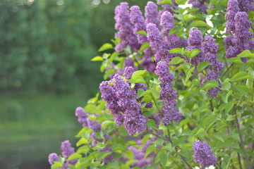 lilac, flower, spring, nature, purple, garden, green, plant, blossom, bush, flowers, blooming, tree, bloom, floral, beauty, summer, leaf, petal, beautiful