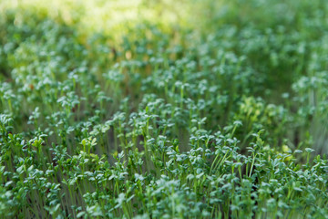 Microgreen background in natural light