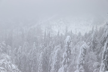 forest under the snow