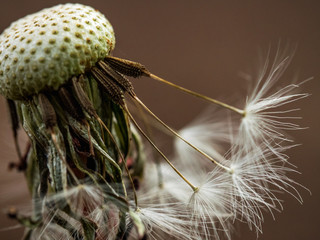 dandelion empty closeup. Abstract natural background. shallow depth of field