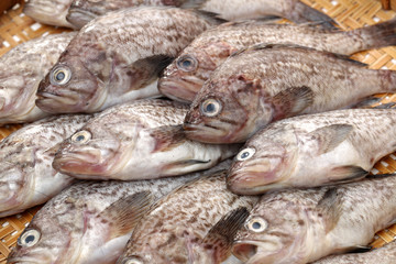 Fresh Grouper on white background