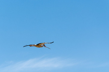 fliegender Storch