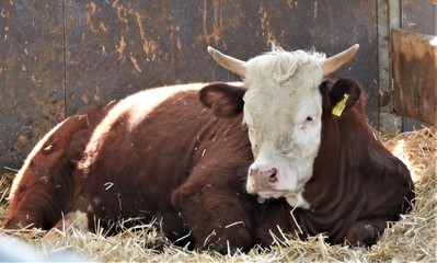 Stier