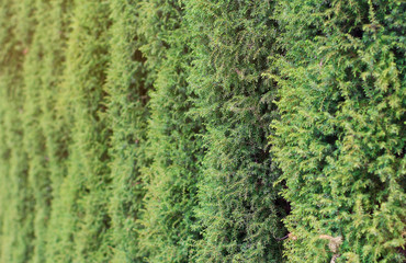 Obraz premium background of a columnar juniper. juniper fence