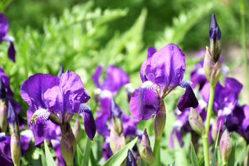 Purple irises in sunny weather. Spring and summer fresh purple flowers in the garden. Beautiful irises flowers background in the nature.