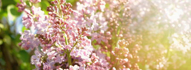 Sweet Lilac on the green background. Sweet Lilac.