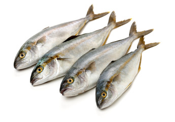 Mackerel on white background