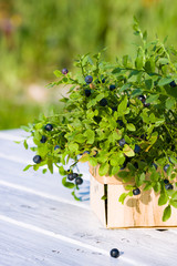 Fototapeta na wymiar Blueberries in basket in summer day