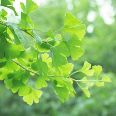 Fototapeta na wymiar Ginkgo biloba tree used in Chinese medicine. Ginkgo tree green leaves. Ginkgobiloba in a garden