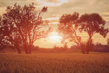Fototapeta na wymiar Sunset/Sunrise in wheat field. Nature concept.