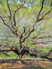 Beautiful Green Leaves with many branches of Giant Monkey Pod Tree with blue sky background, natureral attraction in Kanchanaburi, west Thailand.