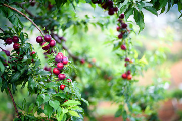 ripe red plums fruit on a tree branch in the orchard