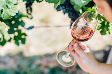 Woman holding glass of red wine in vineyard field. Wine tasting in outdoor winery.