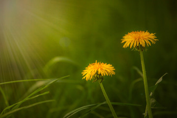 two yellow dandelions in a field on a meadow, two yellow flowers, a coltsfoot, a blurred background, sun rays