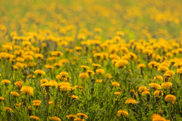 field of dandelions, a lot of yellow flowers, sunlight, spring flowers
