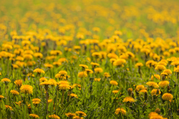 Fototapeta premium field of dandelions, a lot of yellow flowers, sunlight, spring flowers