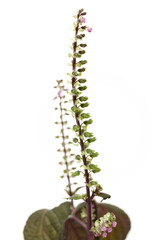 Perilla herb seed used in traditional,chinese herbal medicine isolated over white background. Su zi. Fructus perillae frutescentis. 