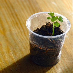 Peregil plantado en un bote